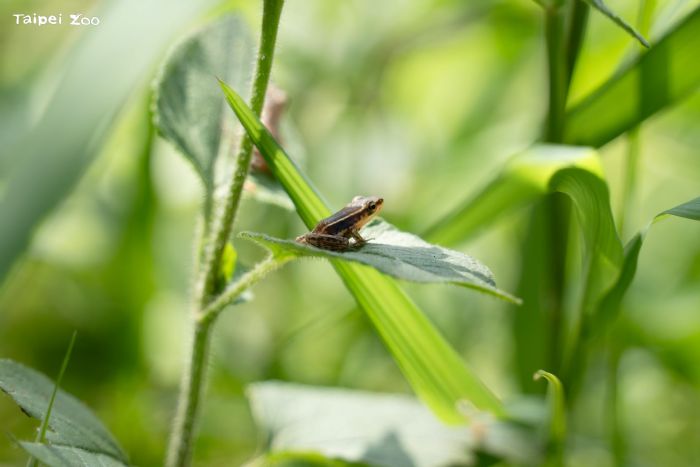 春日蛙聲響起！認識臺北赤蛙的生命故事，一起守護濕地與水域環境